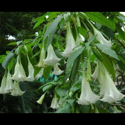 7月花期？4、向日葵開花的時(shí)間也主要集中在每年的7~8月份，也就是太陽光照射最強(qiáng)的時(shí)候。那么，7月花期？一起來了解下吧。