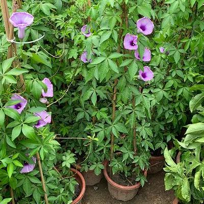 紅花油茶？油茶喜溫暖，怕寒冷，要求年平均氣溫16～18℃，花期平均氣溫為12～13℃。那么，紅花油茶？一起來(lái)了解下吧。