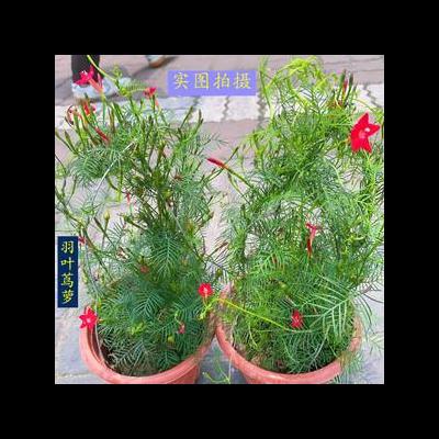 五瓣丁香花？性喜陽光,耐寒性強,花色優(yōu)雅而調(diào)和,姿態(tài)豐滿而秀麗。那么，五瓣丁香花？一起來了解下吧。