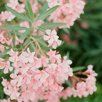 常綠植物？如油松、馬尾松、紅松、雪松、茶、冬青等。那么，常綠植物？一起來了解下吧。