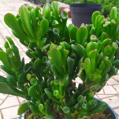 喜陽(yáng)植物？喜歡陽(yáng)光的室內(nèi)植物是相當(dāng)多的，一般養(yǎng)得比較多的有：君子蘭、梔子、石榴、蘇鐵、郁金香、杜鵑、天竺葵、茉莉、棕櫚、橡皮樹等。那么，喜陽(yáng)植物？一起來(lái)了解下吧。