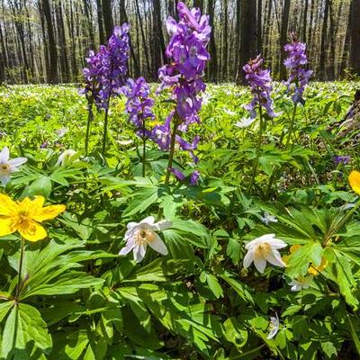 山藥土豆？2、要記得去掉山藥的皮，山藥的皮里面含有植物堿這種成分，這種成分對我們?nèi)梭w是有刺激性的，不適合人體食用。那么，山藥土豆？一起來了解下吧。