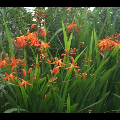 君子蘭花籽？君子蘭開花后會結籽，一開始是綠色的小圓球，過一段時間后綠色的籽會變色成類似于咖啡色，成熟后可以采下來，第二年可以種。。那么，君子蘭花籽？一起來了解下吧。