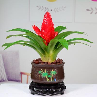 白芨收購(gòu)廠家？三叉紫花白芨鮮品多少錢(qián)1公斤。那么，白芨收購(gòu)廠家？一起來(lái)了解下吧。