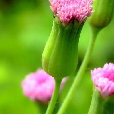 大幸福樹怎么修剪？在植株長到一定高度后，先要給它摘心，控制植株的高度，定期要進行疏剪，把過長過密的枝條剪去，增加內部的通風透光。那么，大幸福樹怎么修剪？一起來了解下吧。