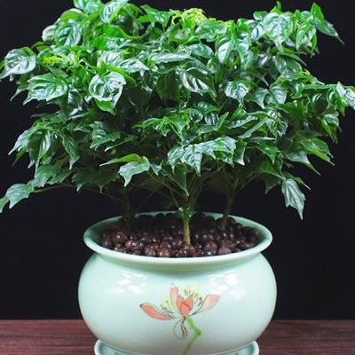 種植蘑菇？種植蘑菇3、種植步驟小規(guī)模的種植蘑菇的話，一般不需要準(zhǔn)備過多的東西，直接購買帶有培養(yǎng)基質(zhì)的菌種，。那么，種植蘑菇？一起來了解下吧。