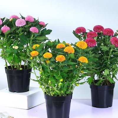 香花菜？2、薄荷與香花菜圖片區(qū)別。那么，香花菜？一起來了解下吧。