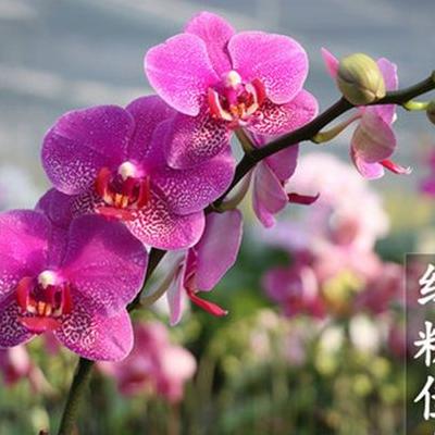 杜鵑花長(zhǎng)什么樣子？相傳，古有杜鵑鳥，日夜哀鳴而咯血，染紅遍山的花朵，因而得名。那么，杜鵑花長(zhǎng)什么樣子？一起來了解下吧。