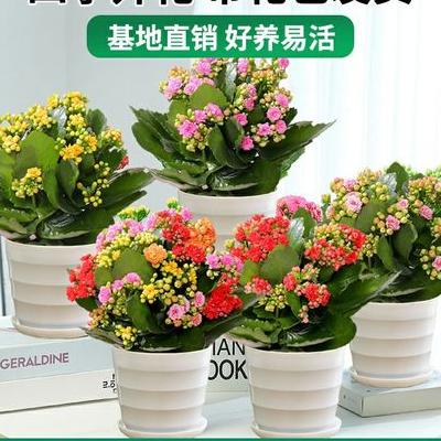 怎么開(kāi)花店？受交通管制的墳不好開(kāi)店，滿足不了大額商業(yè)用花。那么，怎么開(kāi)花店？一起來(lái)了解下吧。