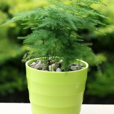 四季開花的木本植物？四季開花的木本植物虎刺梅是木本植物，栽在小小的花盆里，四季常綠，其中點(diǎn)綴著朵朵紅花，從年頭到年尾。那么，四季開花的木本植物？一起來了解下吧。