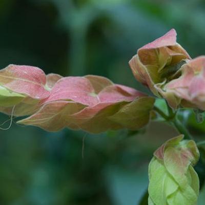 炒葶藶子？主料花蜆子500克輔料油適量鹽適量蔥適量姜適量蒜適量料酒適量糖適量步驟家常炒花蜆子的做法步驟11.蔥段、姜片、蒜片備。那么，炒葶藶子？一起來了解下吧。